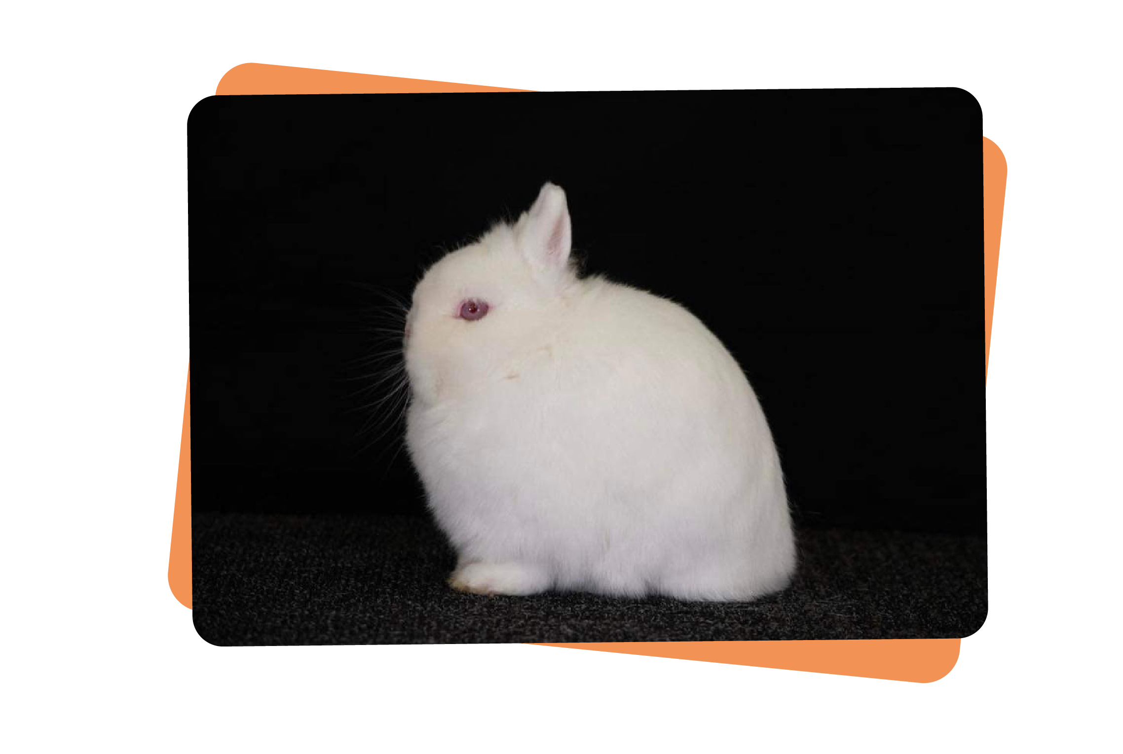 BunINDEX rabbit breeding management
