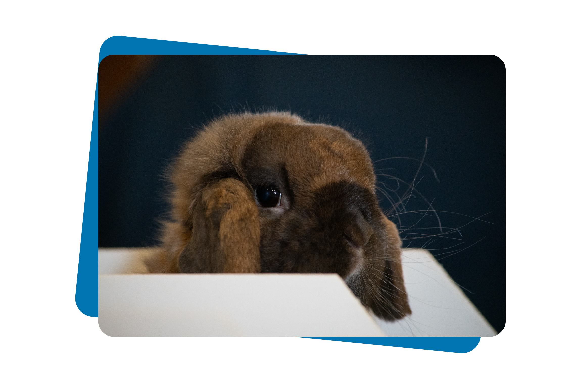Brown lop-eared rabbit peeking over a white surface